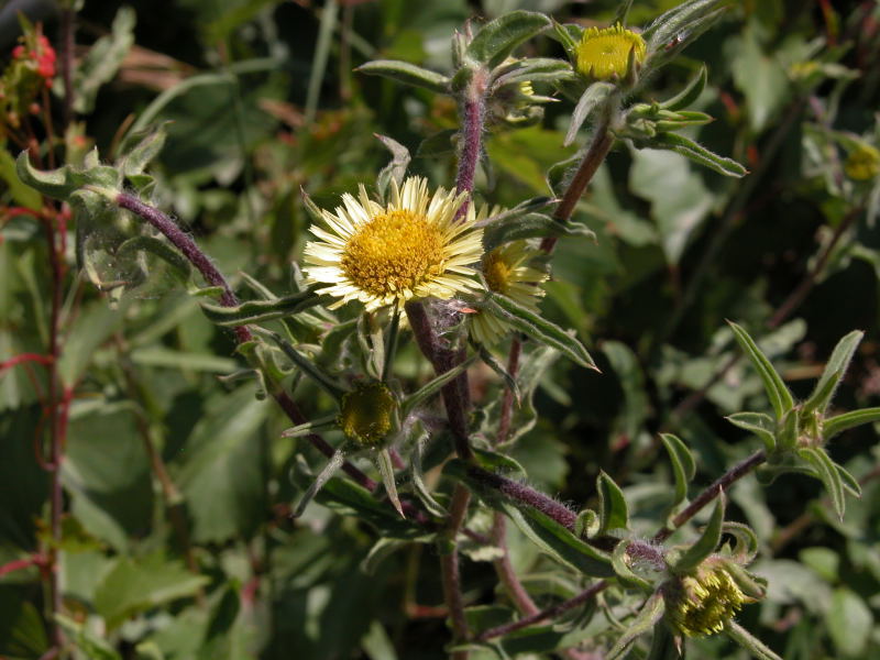 Phagnalon cfr. saxatile e Pallenis spinosa